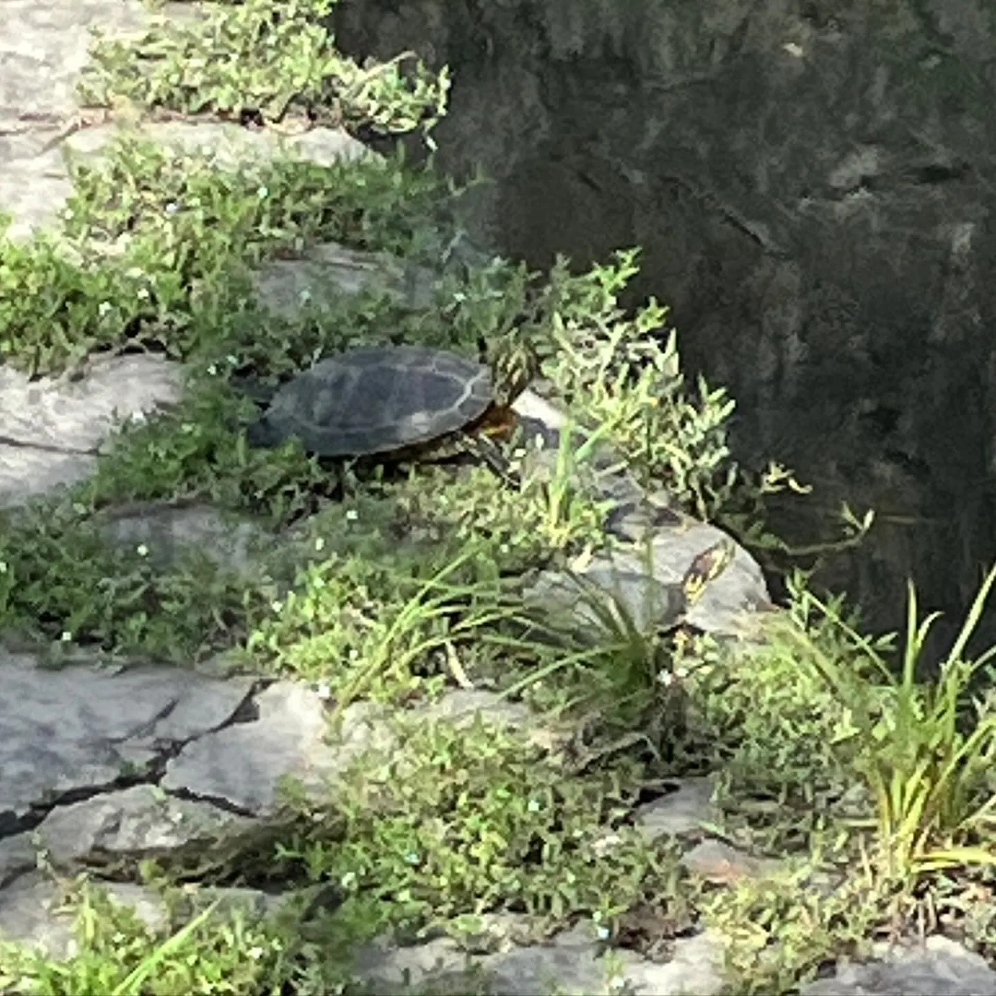 今日はみんな水中か？