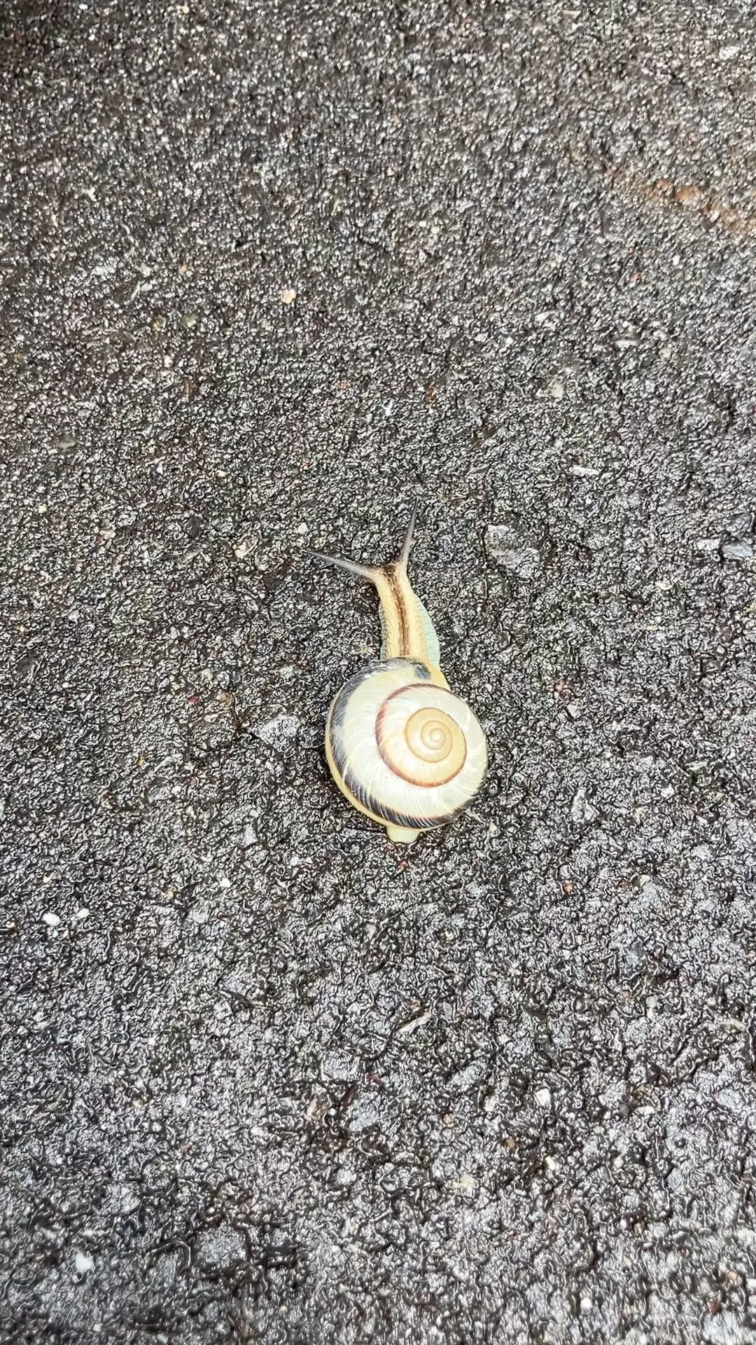 何処行きょん？